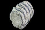 Partial Southern Mammoth Molar - Hungary #87549-1